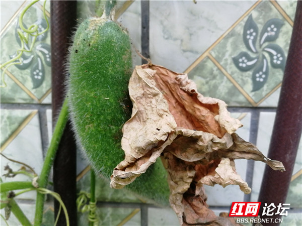无心插柳柳成荫，替补球员临危站出